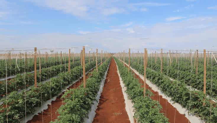 Silvânia coloca Goiás no topo e assume liderança nacional na produção de tomate