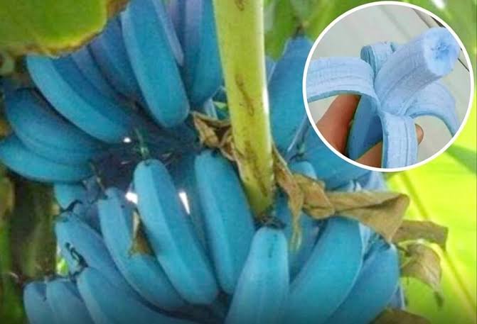 A banana blue java é originária do Havaí e é famosa por ter gosto de sorvete de baunilha