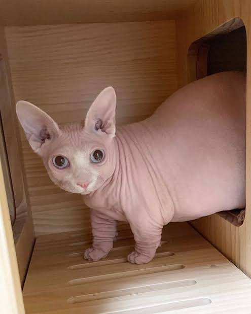 Gatinho da raça Bambino viraliza por parecer uma versão felina do cachorro salsicha