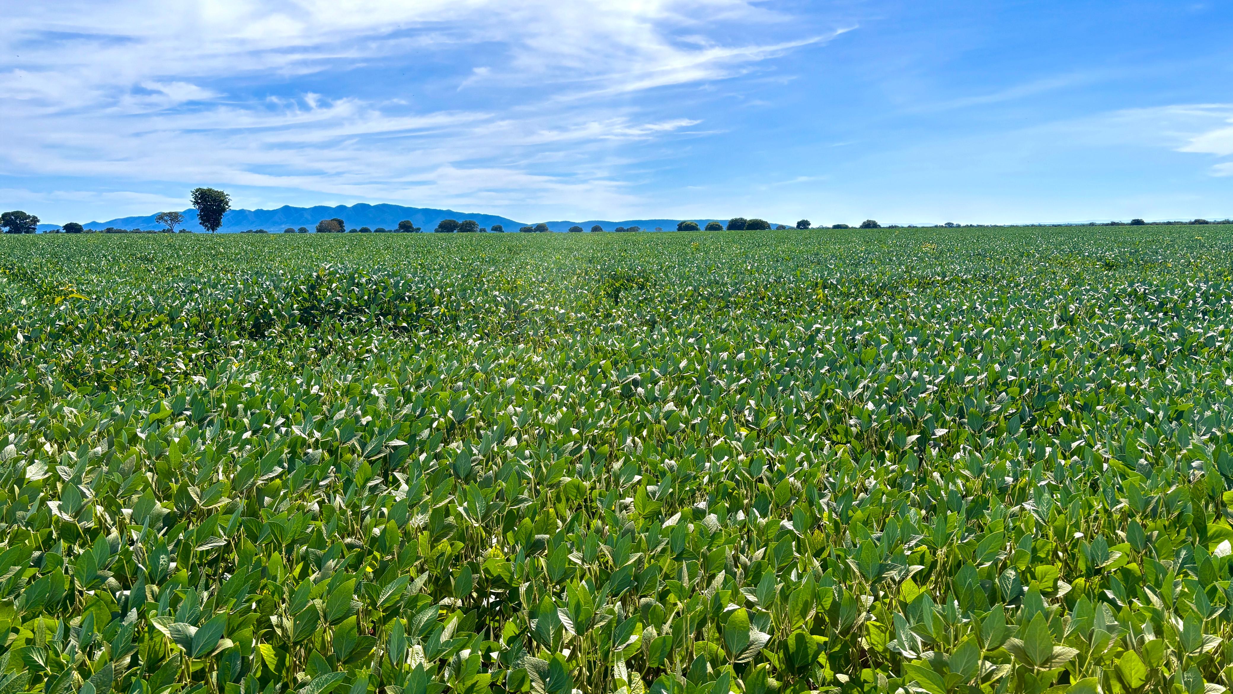 *Goiás produz 37,3 milhões de toneladas de grãos e responde por 10,6% da safra nacional*