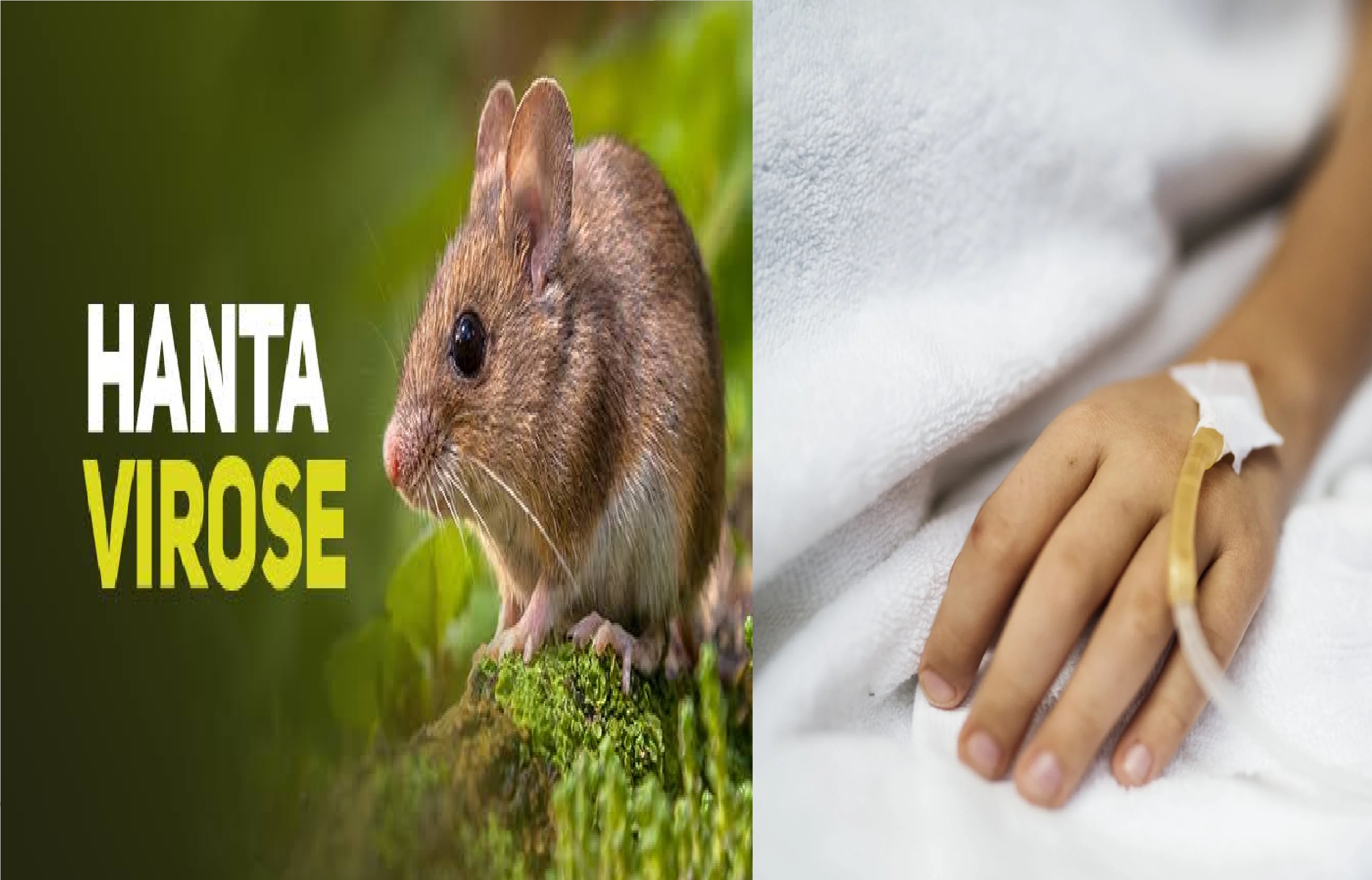 Hantavirose mata mais da metade dos infectados em SP; Estado alerta para riscos