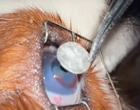 A pele do peixe tilápia agora é capaz de fazer cães e gatos cegos voltarem a enxergar